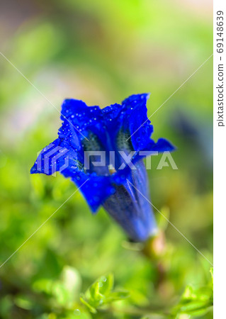 Gentiana clusii, also know as Clusius gentian. 69148639