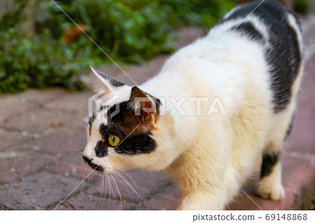 Street cat walking around at the sunset in Balat in Istanbul 69148868