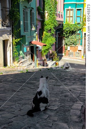 Street cat walking around at the sunset in Balat in Istanbul 69148873
