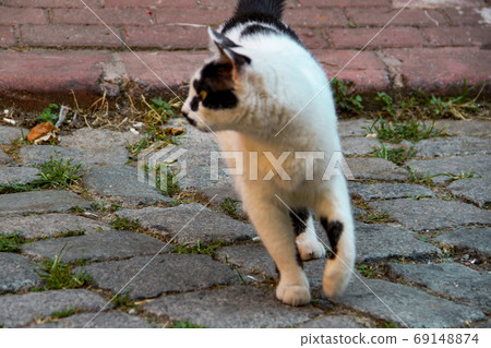 Street cat walking around at the sunset in Balat in Istanbul 69148874