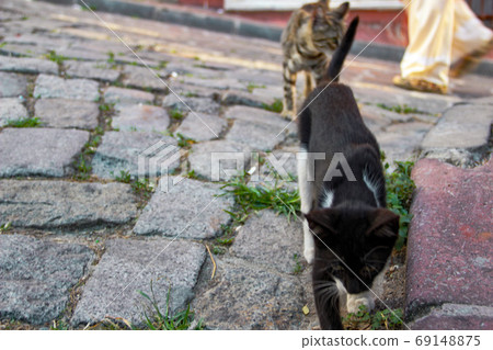 Street cat walking around at the sunset in Balat in Istanbul Street cat walking around at the sunset in Balat in Istanbul 69148875