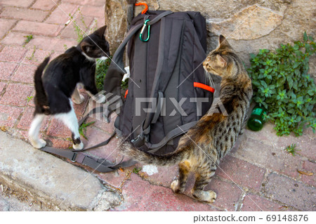 Street cat walking around at the sunset in Balat in Istanbul Street cat walking around at the sunset in Balat in Istanbul 69148876