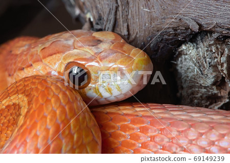 Super macro close up of pet corn snake's face poking out. Super macro close up of pet corn snake's face poking out. 69149239
