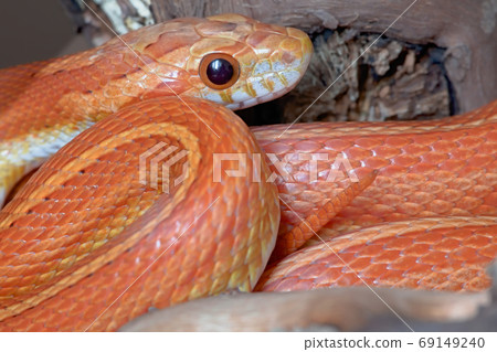 Close up side view horizontal portrait of pet orange corn snake. Close up side view horizontal portrait of pet orange corn snake. 69149240