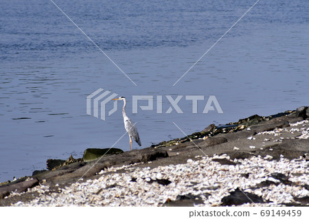 海岸上的蒼鷺 海岸上的蒼鷺 69149459