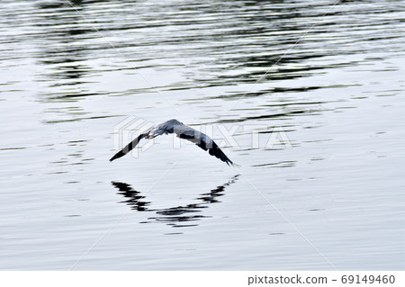 A heron flapping its wings 69149460