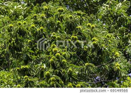 Young chestnut fruit Kurashiki City, Okayama Prefecture 69149566
