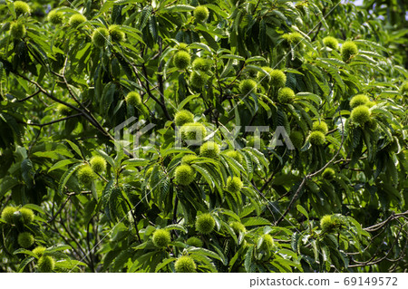 Young chestnut fruit Kurashiki City, Okayama Prefecture 69149572