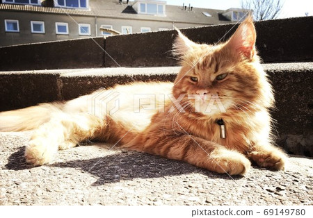 Domestic Cat tan playing at home in the garden in the sun Domestic Cat tan playing at home in the garden in the sun 69149780