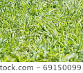 Overgrown lawn 69150099