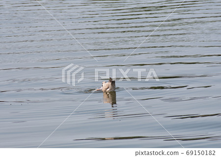 Herring gull larva eating fish Herring gull larva eating fish 69150182