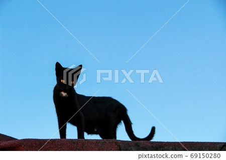 Street cat walking around at the sunset in Balat in Istanbul 69150280