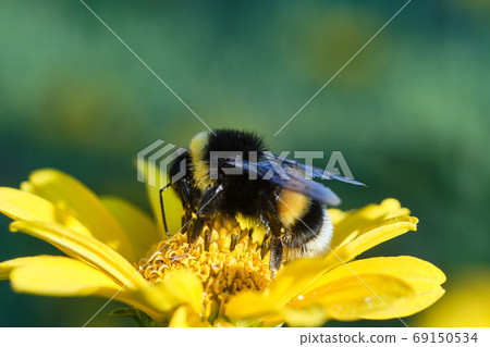 Close-up of a bumblebee sitting on a yellow flower. Summer concept Close-up of a bumblebee sitting on a yellow flower. Summer concept 69150534