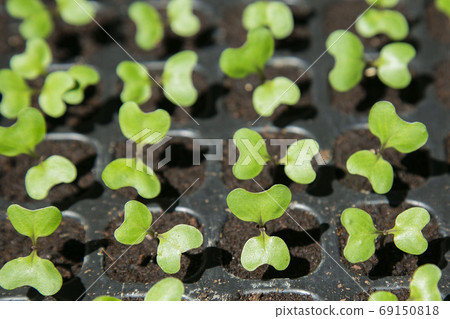 大白菜幼苗大白菜幼苗 69150818