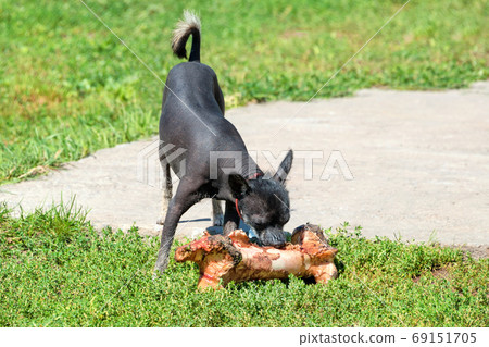 Small dog with very large bone. Xoloitzcuintle - hairless mexican dog breed eating giant bone outdoors Small dog with very large bone. Xoloitzcuintle - hairless mexican dog breed eating giant bone outdoors 69151705