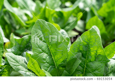 Cultivation of spinach (May) Home garden 69153054