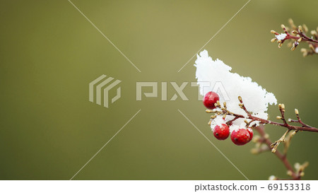 Southern sky and snow Auspicious tree winter image Horizontal wide composition image material 69153318