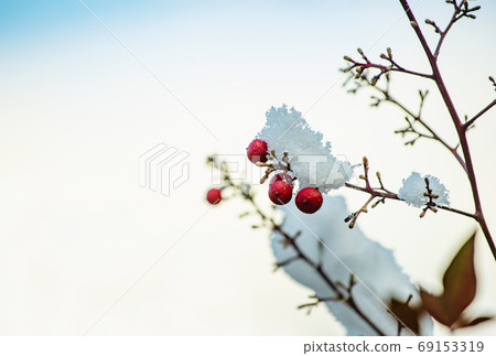 Southern sky and snow Auspicious tree winter image Medicinal plant image material 69153319