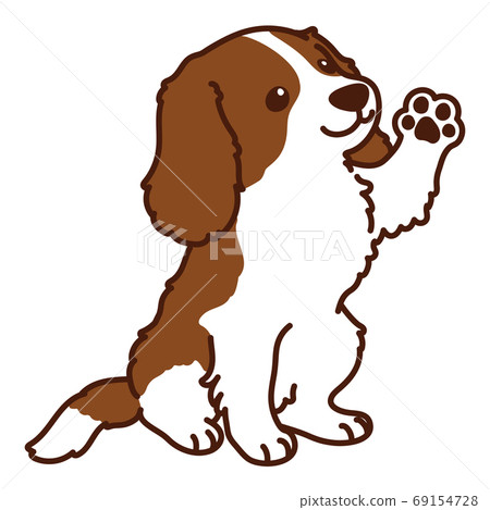 Shaking hands while sitting Brown Cavalier King Charles Spaniel main line Shaking hands while sitting Brown Cavalier King Charles Spaniel main line 69154728