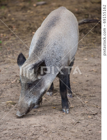 Portrait of female wild grey boar looking for food 69155162