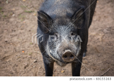 Portrait of male wild brown boar looking at camera. Portrait of male wild brown boar looking at camera. 69155163