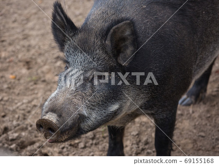 Portrait of male wild brown boar looking at camera. 69155168