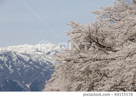 Katsuyama Bentenzakura Fukui Cherry Blossoms Ichimoku Senbonzakura Tree Katsuyama City Sightseeing Bentenzakura Festival 69155578