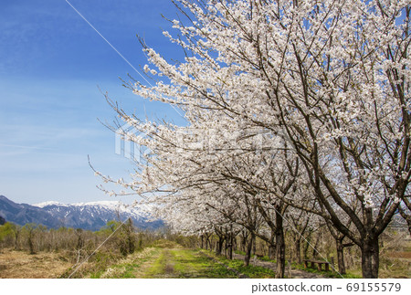 Katsuyama Bentenzakura Fukui Cherry Blossoms Ichimoku Senbonzakura Tree Katsuyama City Sightseeing Bentenzakura Festival 69155579