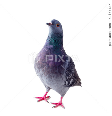 pigeon on a white background pigeon on a white background 69155587