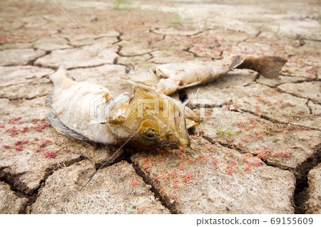 dead fish drought lake heat dead fish drought lake heat 69155609
