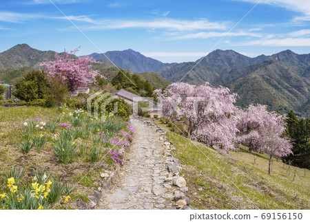 櫻花盛開的村莊，春天的熊野古道，世界遺產村莊，日本的100個村莊，戶津川村旅遊勝地 69156150