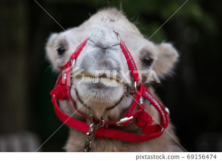 Closeup portrait of cute camel with red harness looking at thr camera Closeup portrait of cute camel with red harness looking at thr camera 69156474
