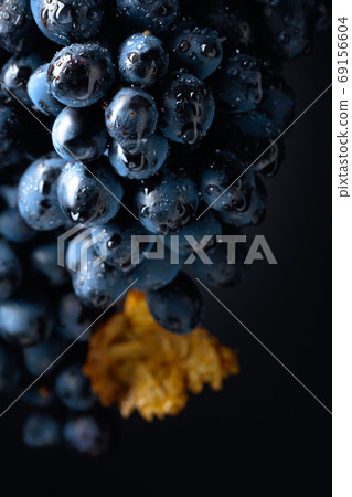 Wet dark blue grapes with dried leaf on a black background. Wet dark blue grapes with dried leaf on a black background. 69156604