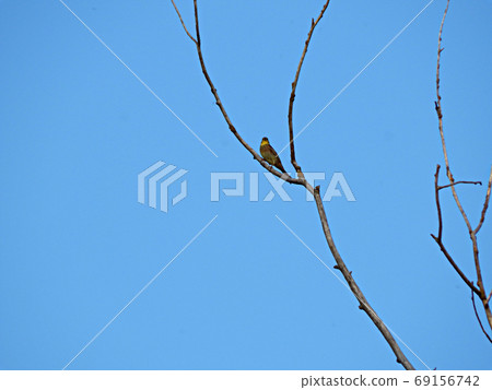 A nightingale is sitting on a tree branch. 69156742