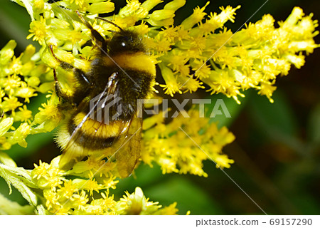 A furry bumblebee collects nectar from a yellow flower. A furry bumblebee collects nectar from a yellow flower. 69157290