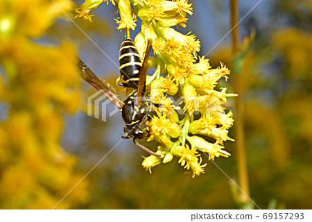 Wasp collects nectar from a yellow flower. 69157293