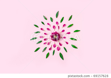 pink chrysanthemum on a pink background with a space for text. layout of pink and green petals on a pink chrysanthemum on a pink background with a space for text. layout of pink and green petals on a 69157628