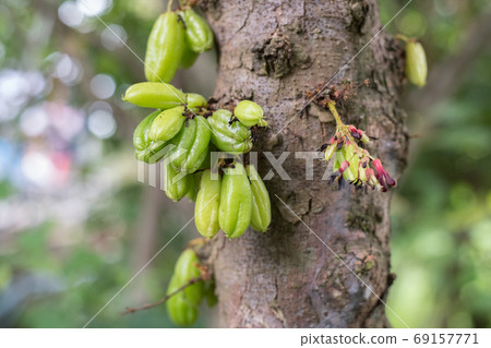 Bilimbi fruit known as taling pling in Thailand. An edible fruit with the taste of the wood sorrel's leaves. Averrhoa bilimbi 69157771