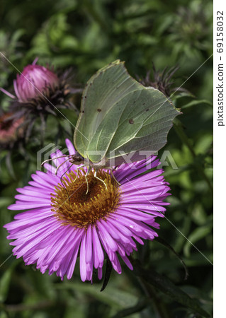 Gonepteryx rhamni butterfly on a juicy pink color flower 69158032