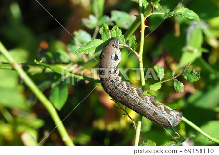 Larva of Venetian lizard Larva of Venetian lizard 69158110