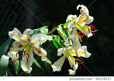 Japanese lily Yamayuri Japanese lily Yamayuri 69159015