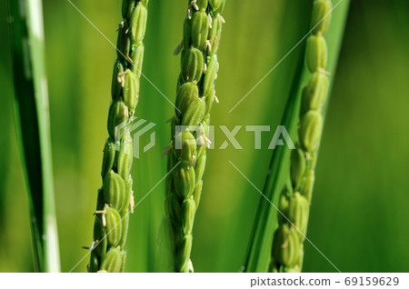 開花的米飯 69159629