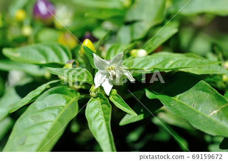 Goshiki Capsicum flowers 69159672