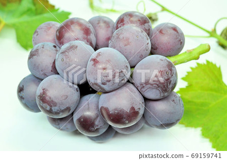 Freshly picked Fuji Minoru 69159741