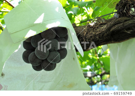 Fuji Minoru at harvest time 69159749