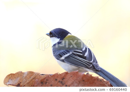 大山雀野生鳥類黑白鳥淺色背景 大山雀野生鳥類黑白鳥淺色背景 69160440