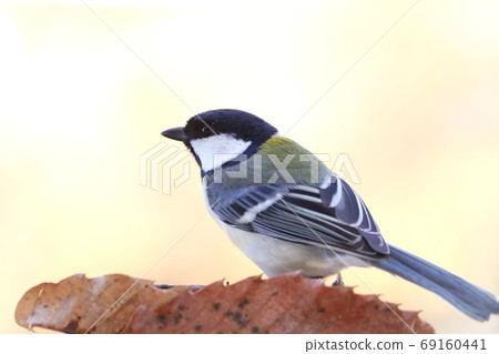 Great tit wild bird black and white bird light background 69160441