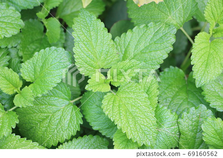 Lemon balm Lemon balm 69160562