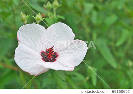 白鶴草花 69160665