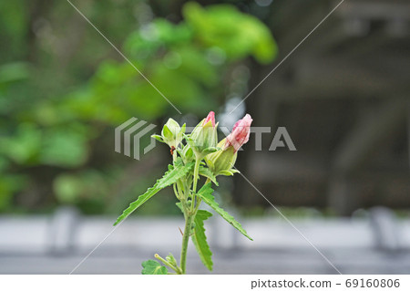 Red hawkweed flower 69160806